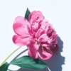 Herbaceous Peony - Image 2