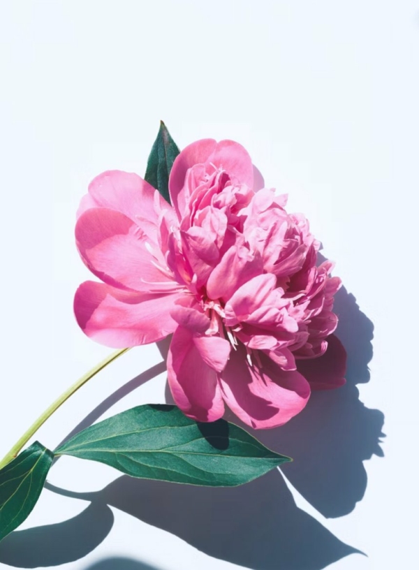 Herbaceous Peony - Image 2