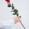 Wild Roses - Image 2
