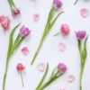 Purple Tulip Spring - Image 2